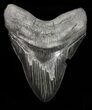 Sharply Serrated, Megalodon Tooth - Georgia #72755-1